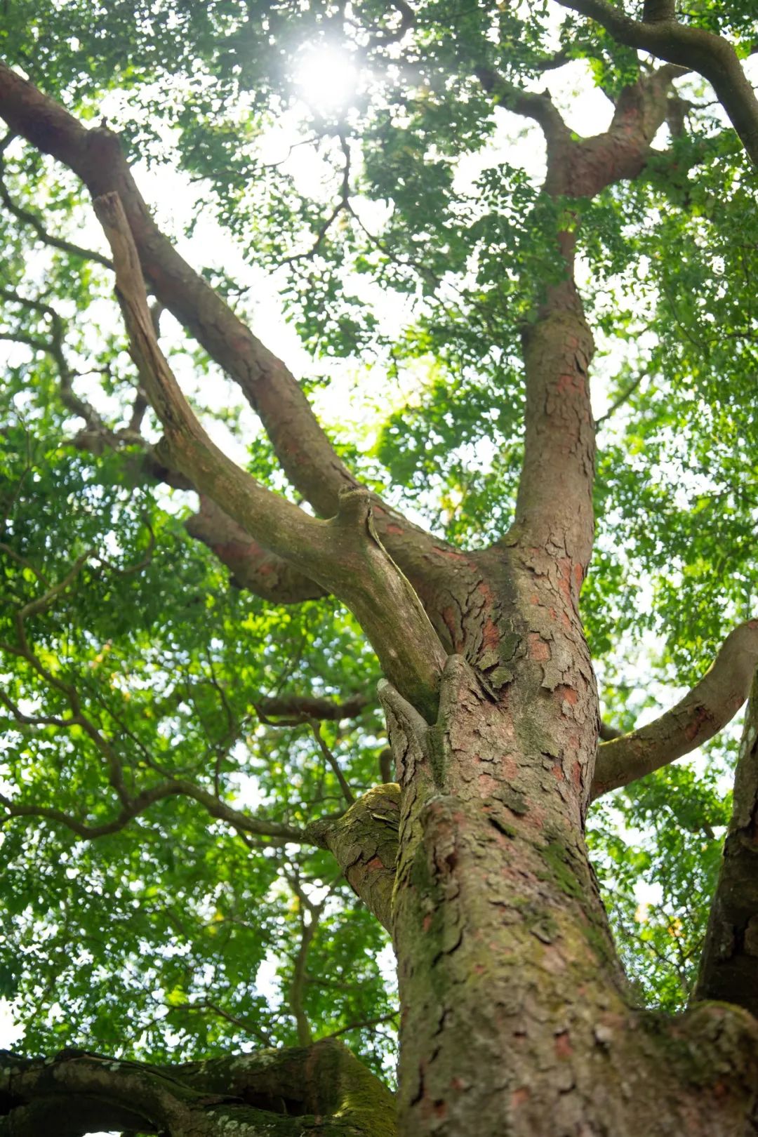 图丨江头村一株拥有750年树龄的格木,树皮上自然开裂的纹理苍劲有力