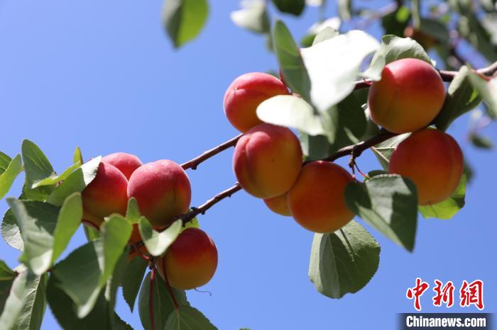 挂满枝头的红梅杏.彭阳县委宣传部供图