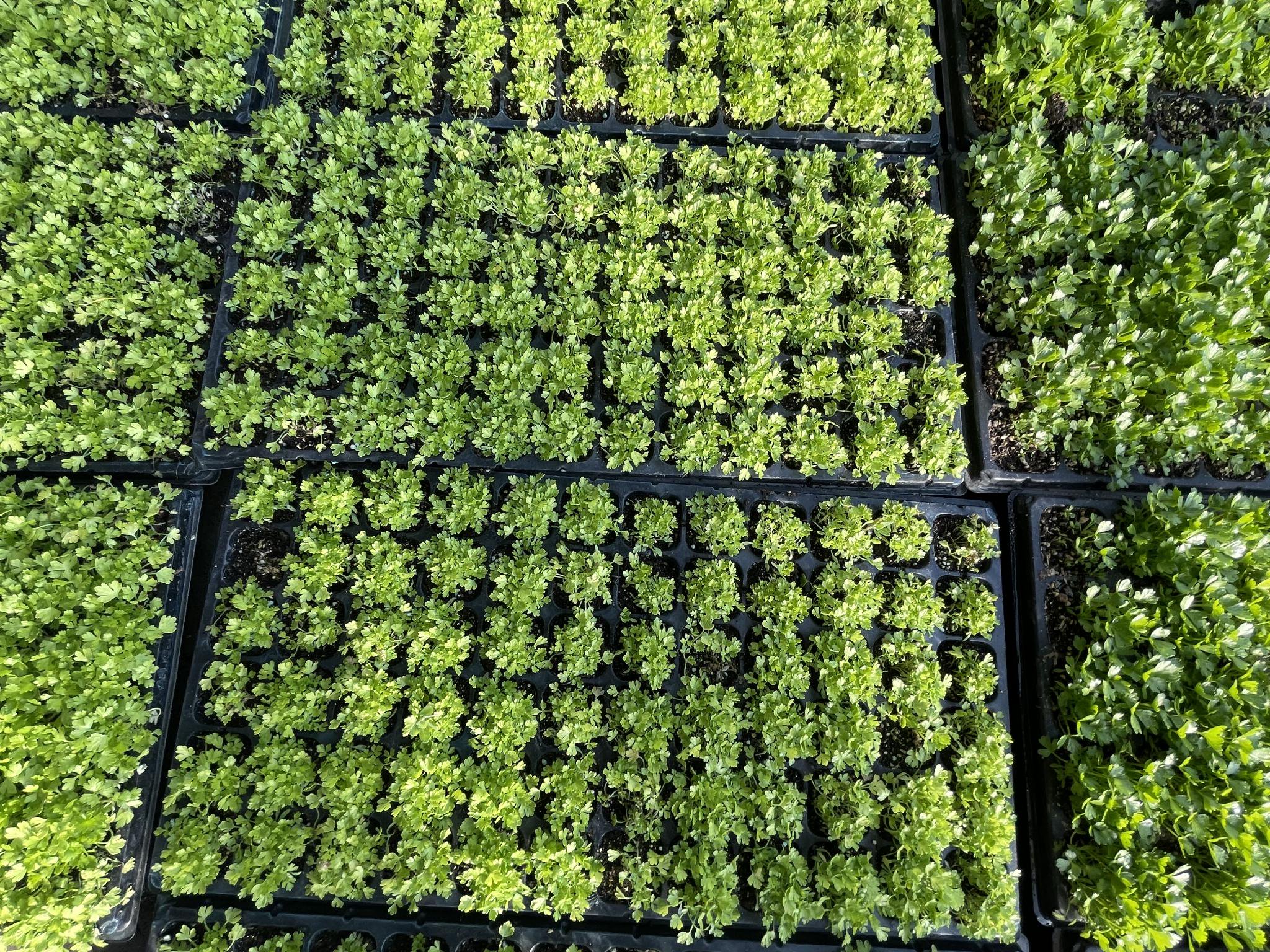 宁夏向丰农牧业开发有限公司育苗中心培育的芹菜苗.