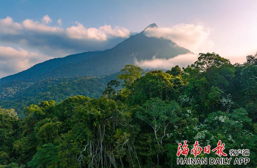 晨光中的海南热带雨林国家公园五指山片区海南日报记者 李天平 摄