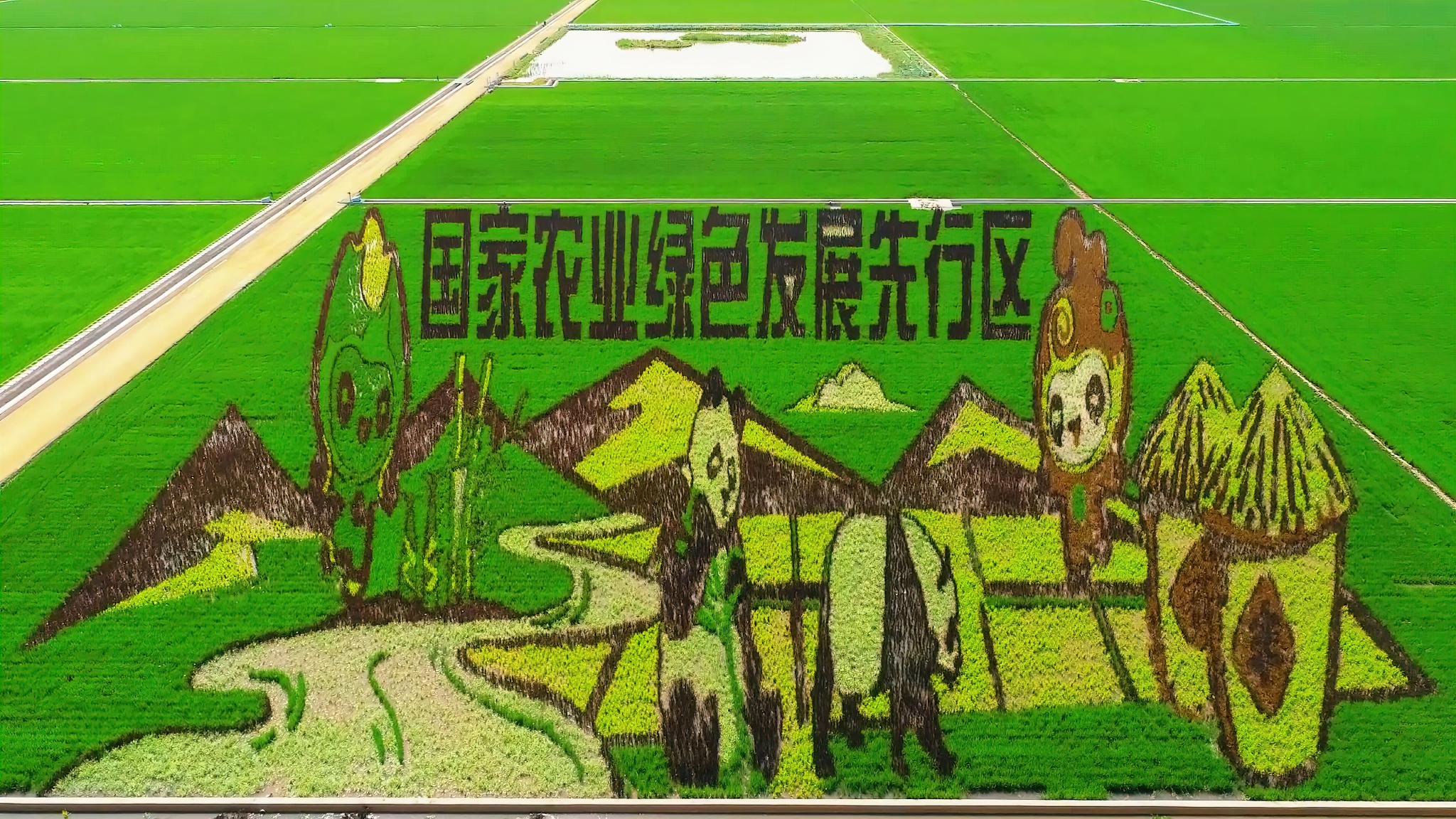 稻田里的龙江画卷 尽显北大荒风采|黑龙江省_新浪财经_新浪网