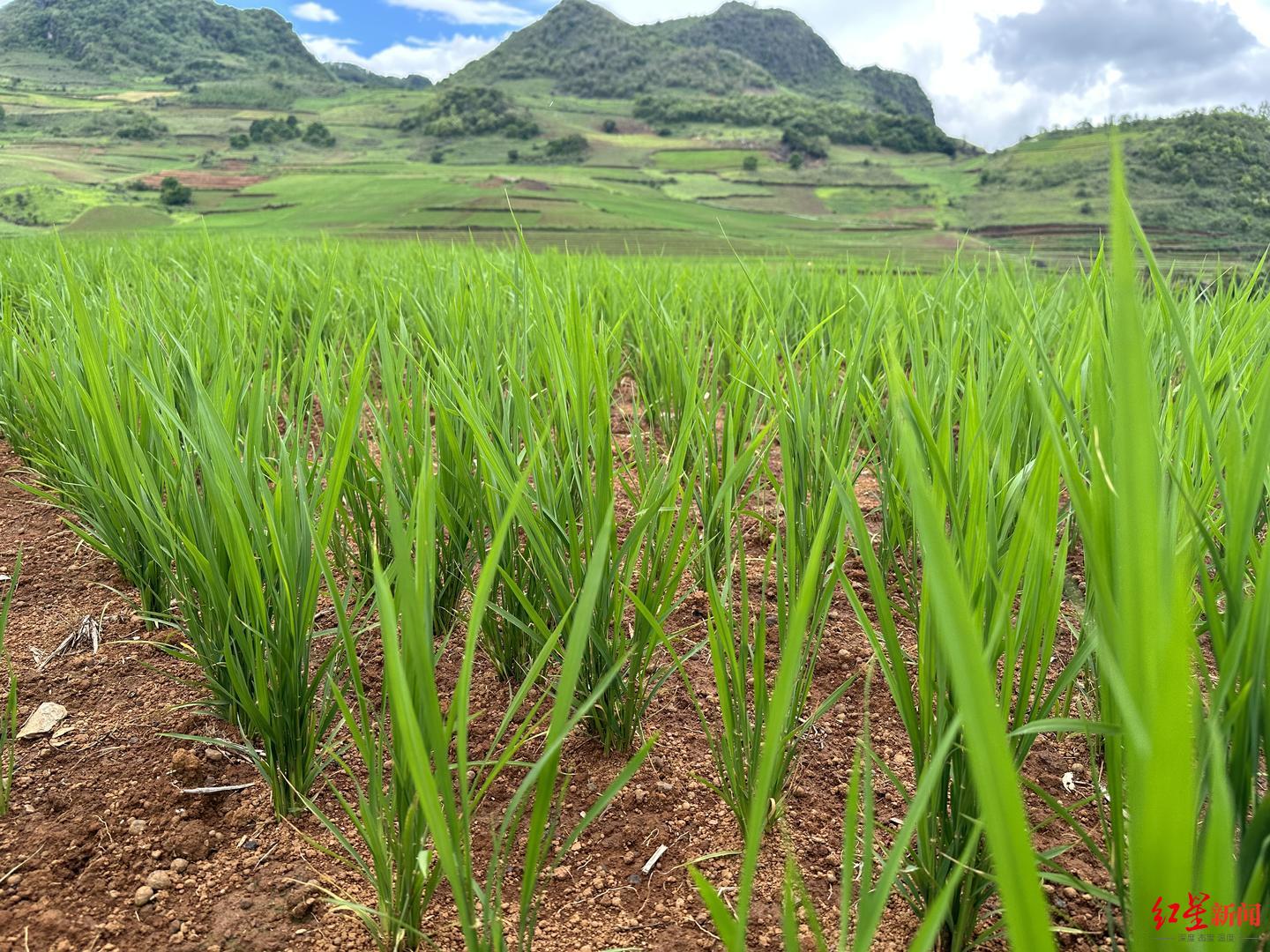 "水稻旱作"调查:比传统旱稻亩均增产超200公斤,"水稻上山"为通俗语言