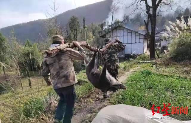 ↑在四川通江捕猎的野猪 图据通江县野生动物保护中心