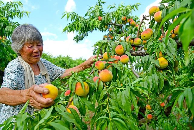 小暑节气 夏令水果蔬菜丰收忙