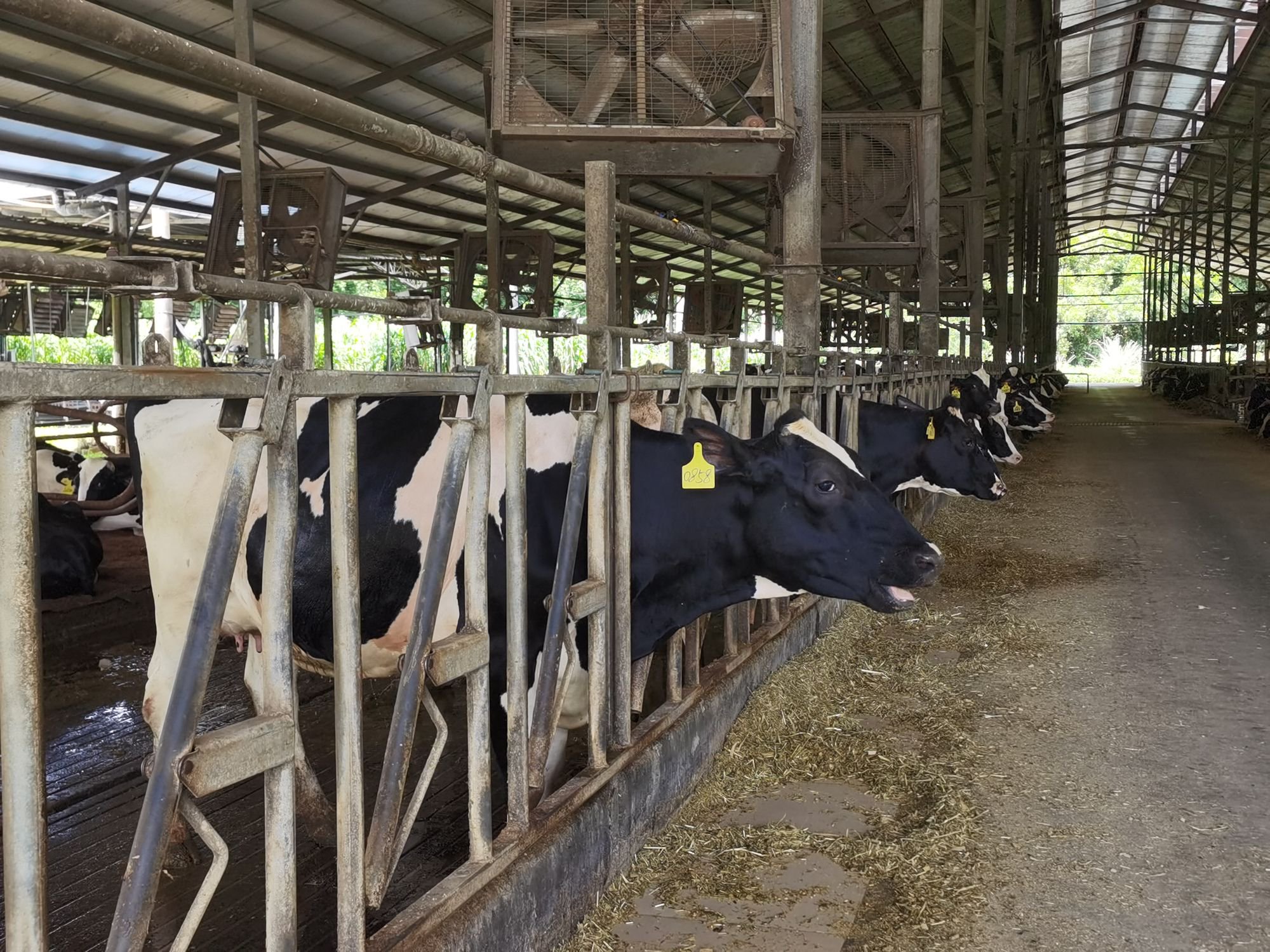 牧场奶牛实景图,图源:时代周报记者拍摄