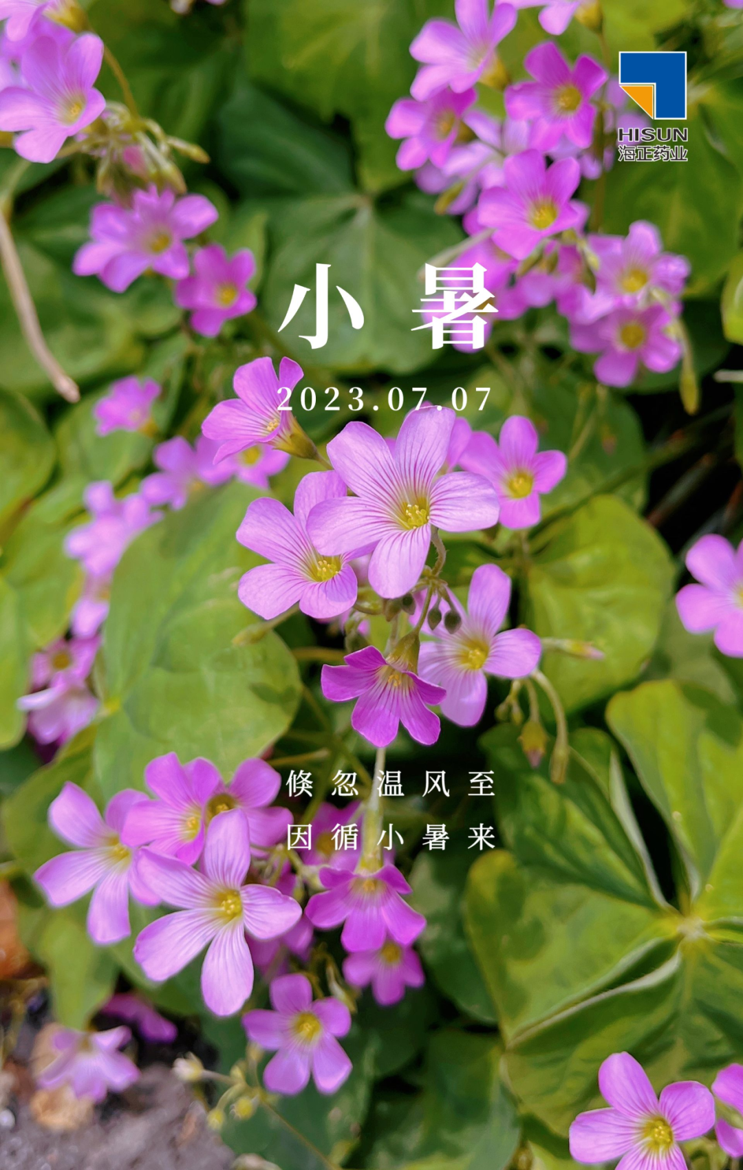 【小暑】2023年7月7日 星期五 癸卯年 农历五月二十