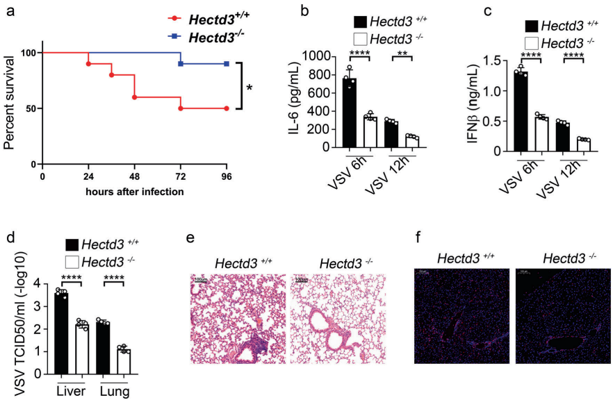 HECTD3缺乏损害先天反应并限制病毒在体内的传播（图源自Cell Death & Disease ）