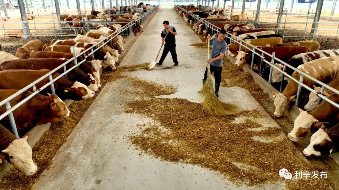 利辛县效恩养殖专业合作社：探索现代农业之路