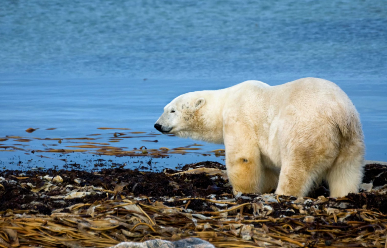 ↑气候变暖让北极熊失去栖息地