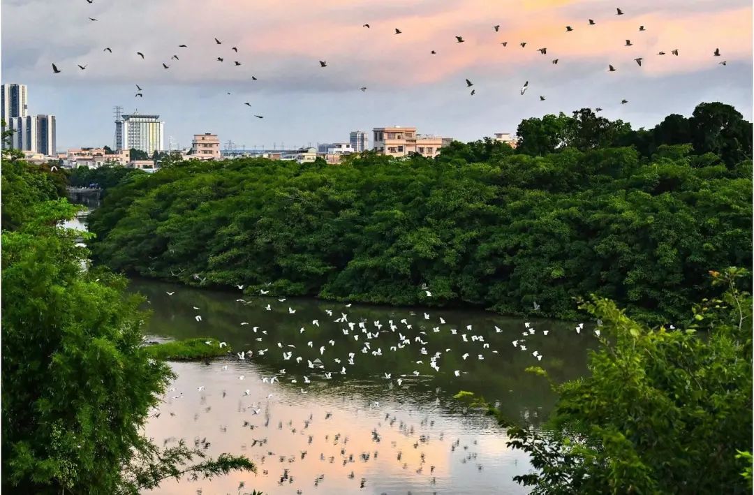 新会小鸟天堂国家湿地公园.阮国志 摄