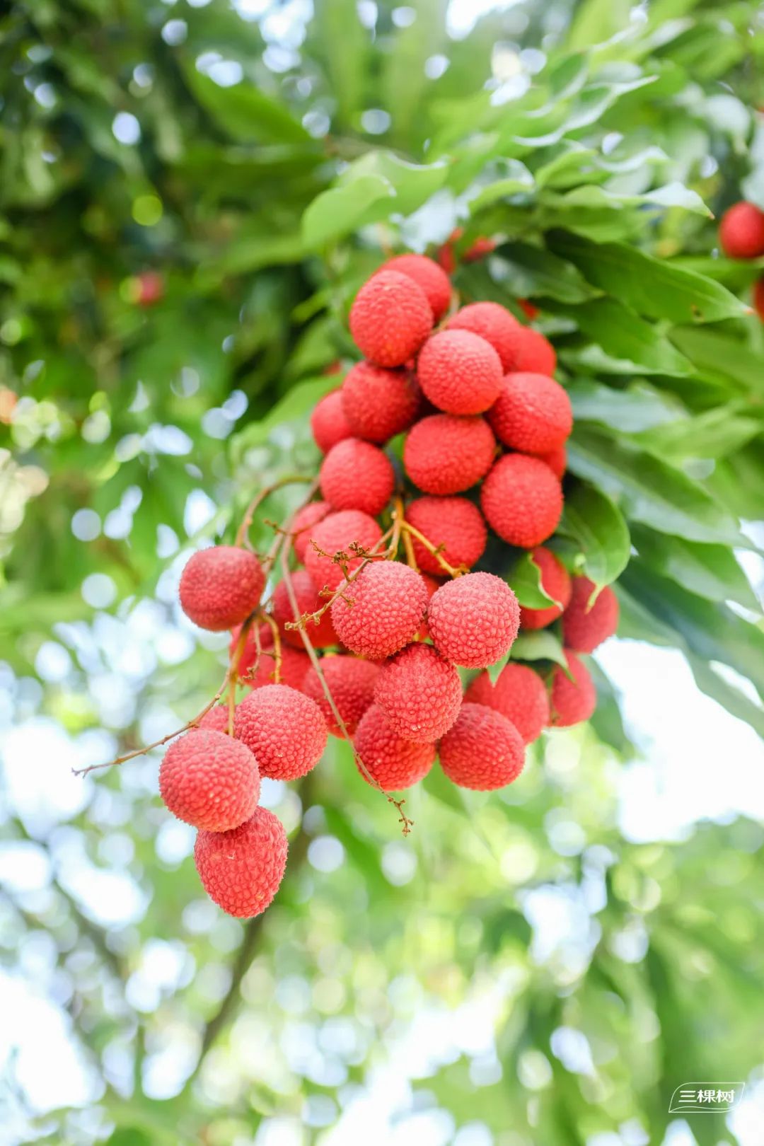 荔枝红了,欢迎回家|莆田市_新浪财经_新浪网