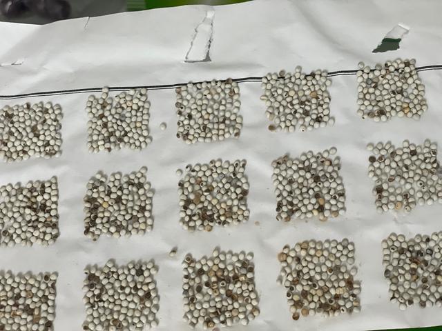 尹哲讲述,赤眼蜂的体型微小,在工业化生产下,每一粒芝麻大小的虫卵里