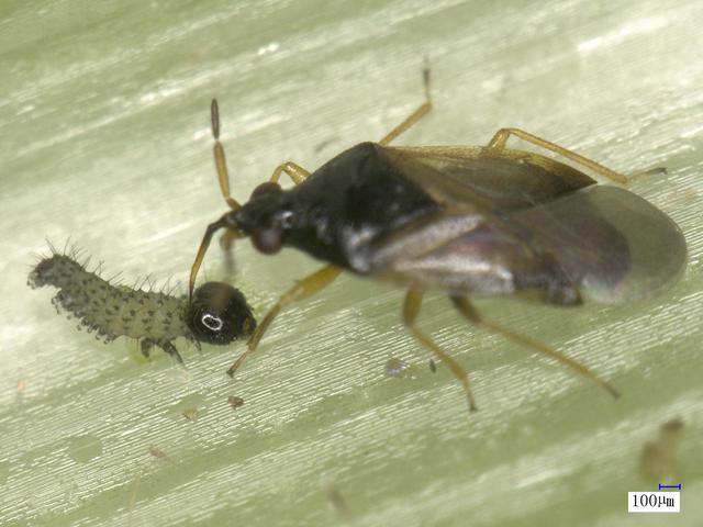 东亚小花蝽正在捕食害虫.受访者供图