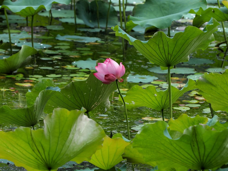 肇庆市花居然有两种你都了解吗