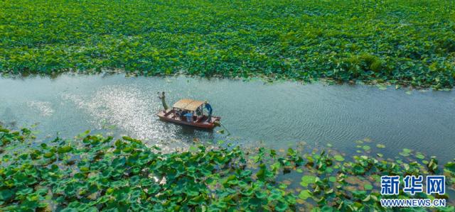 7月6日,航拍安徽省马鞍山市含山县大渔滩省级湿地公园.