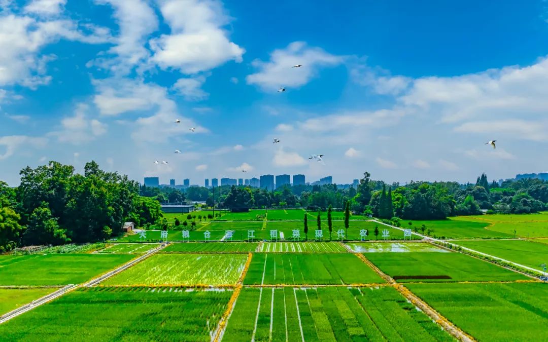 "天府粮仓"温江稻菜现代农业园