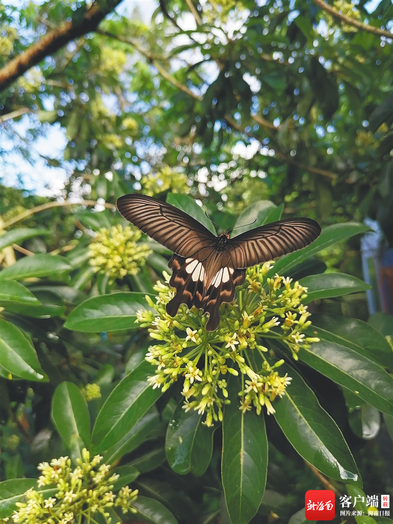 五蕊海桐的花香吸引来一只凤蝶.邓弟 摄