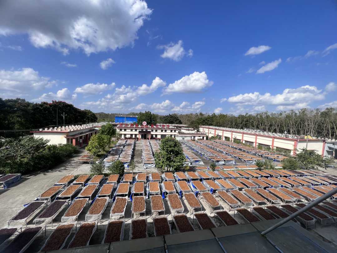 图为海南农垦母山咖啡有限公司的晾晒场(资料图)