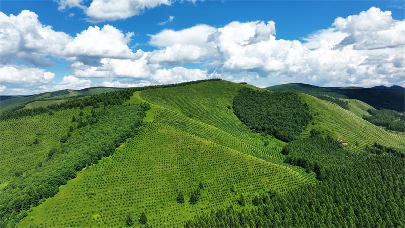 苍翠连绵的塞罕坝机械林场.(河北日报资料片) 河北日报记者赵杰摄