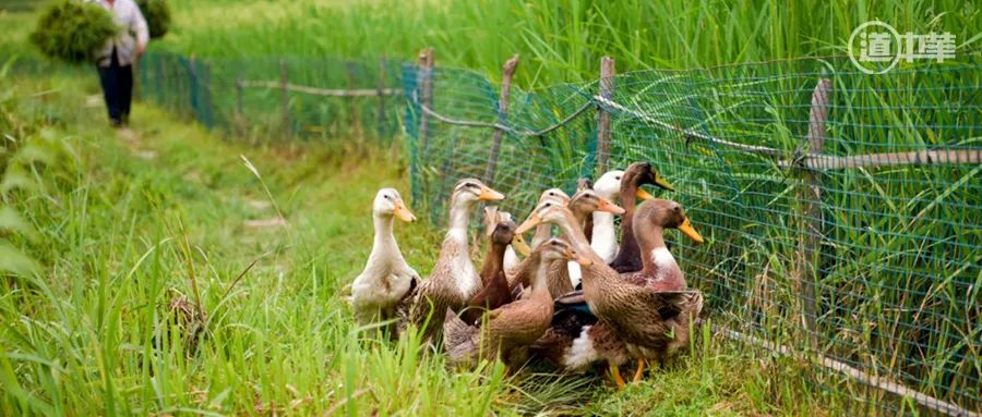 稻鱼鸭共生:这一人工生态系统何以在黔东南流传千年?