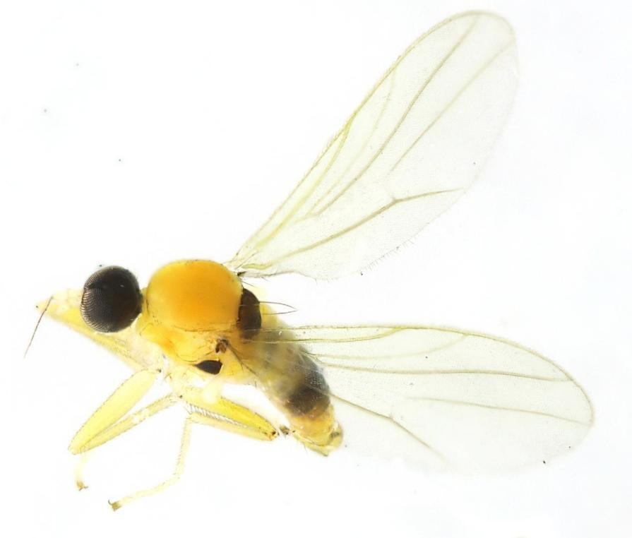 这是武夷山黄隐肩舞虻形态特征图.