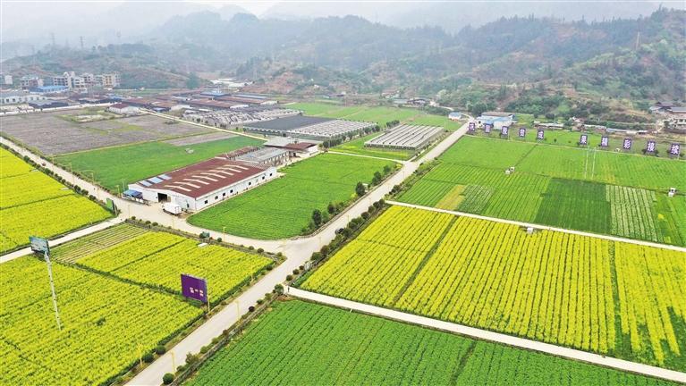榕江县车江坝区万亩蔬菜产业园,正在成为粤港澳大湾区菜篮子基地.
