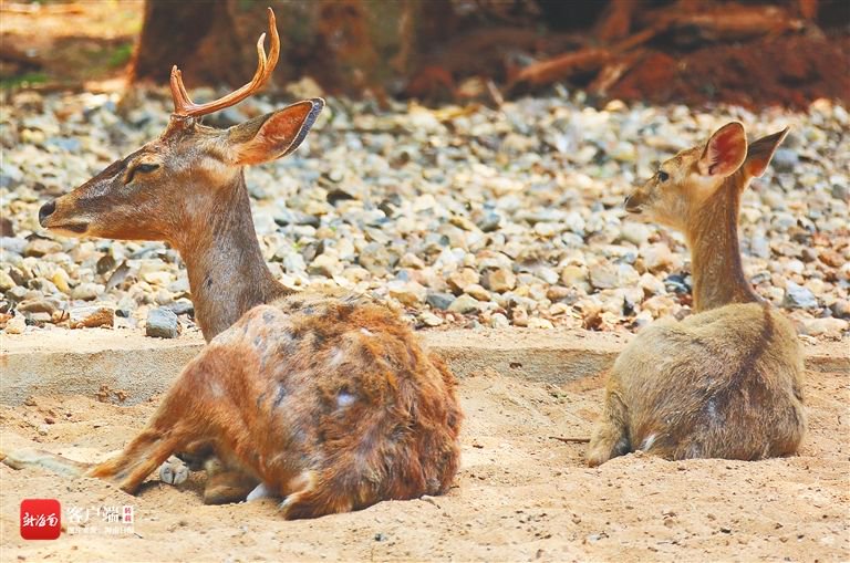 资料图:在海南热带野生动植物园内,大小坡鹿卧地休息.