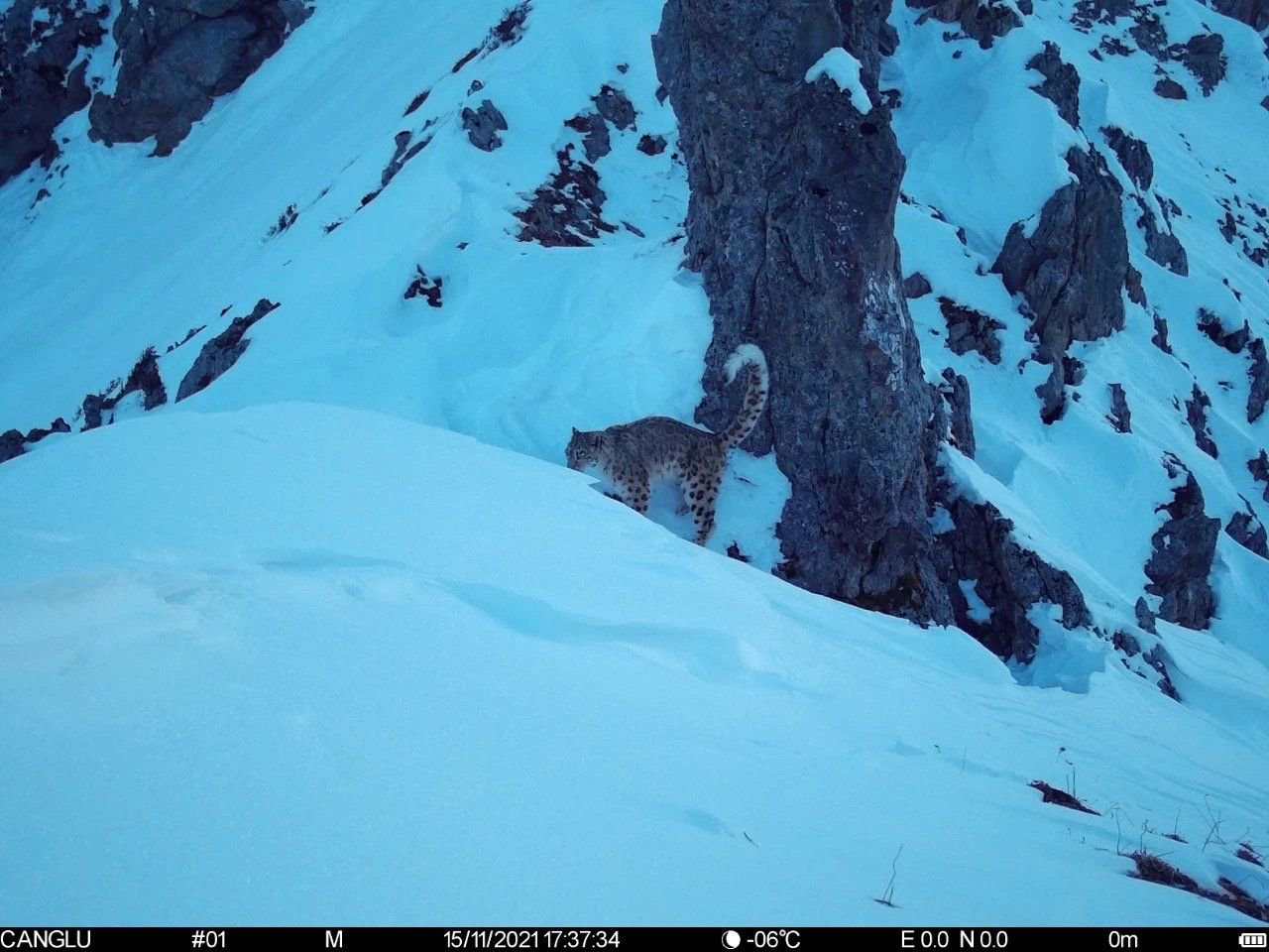 四川省去年制定了首个省级层面野生雪豹种群数量及栖息地调查方案