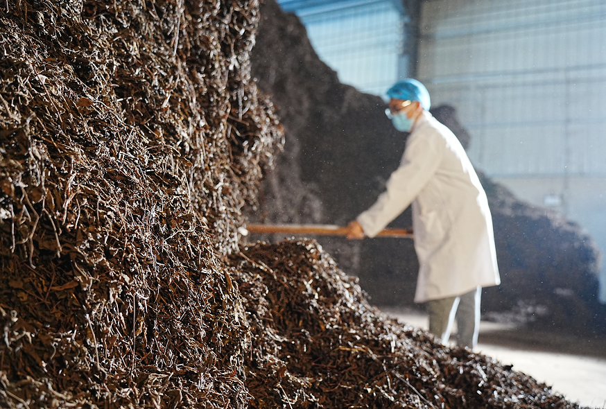 青砖茶原料渥堆发酵环节