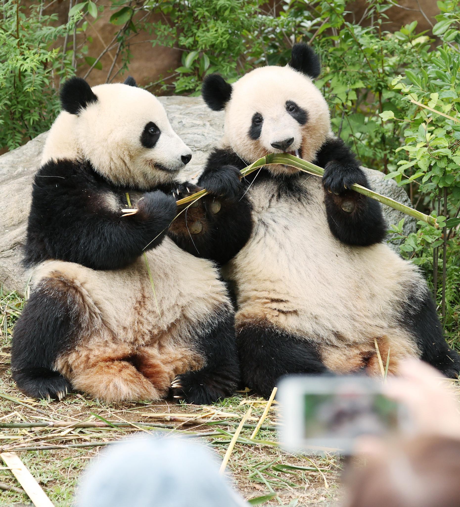 旅韩大熊猫"爱宝"喜添双胞胎,盘点熊猫家族的知名双胞胎