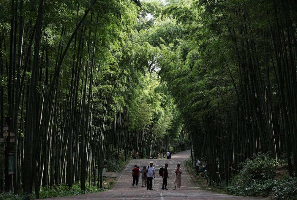 蜀南竹海位于宜宾市长宁县,图为游客徜徉在竹海深处的翡翠长廊.