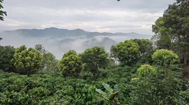 蓝珀咖啡庄园 记者 吴越 摄