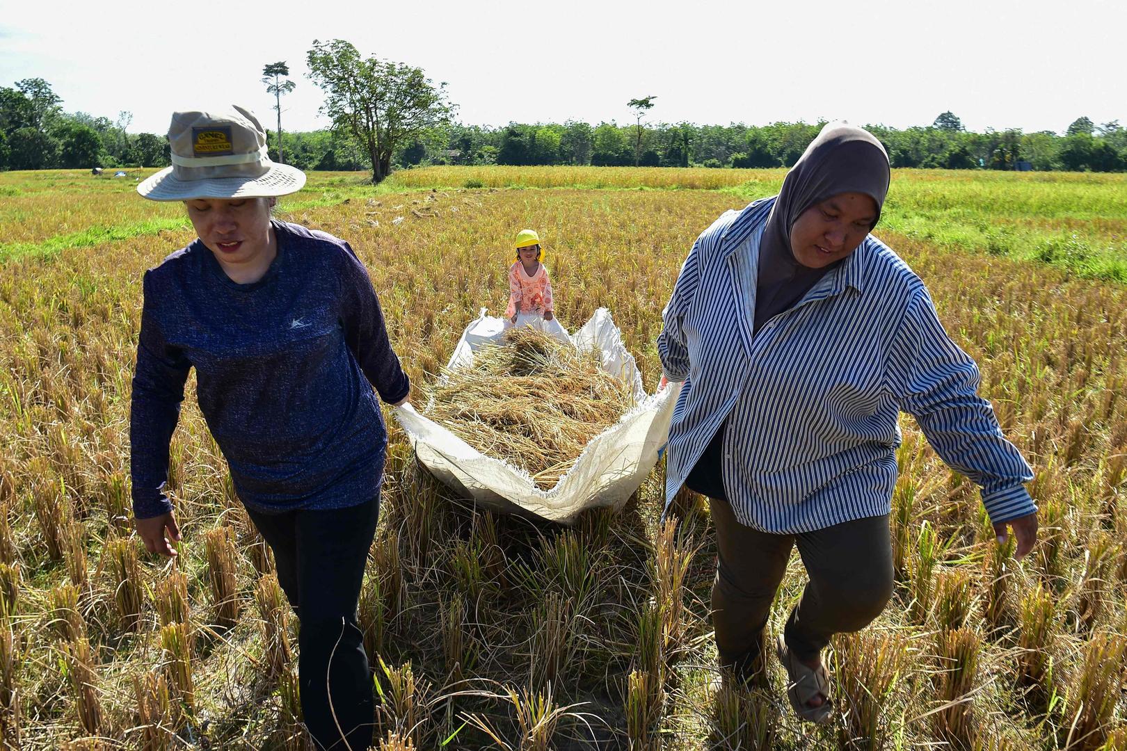 ▲3月27日，泰国农民在田间收割水稻。图据视觉中国