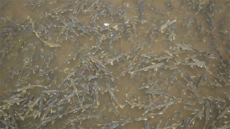 青海刚察再现“半河清水半河鱼”奇观|青海省_新浪财经_新浪网