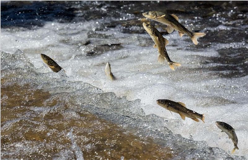 湟鱼洄游.才旦桑吾摄