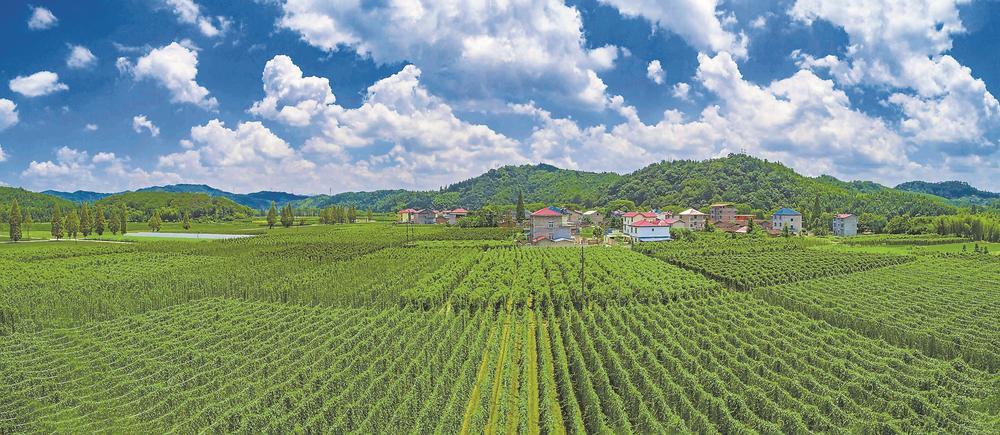 南平市建阳区麻沙镇江坝村连片种植的淮山绿意盎然,成了一道亮丽的
