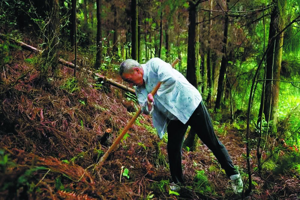 老人在植树