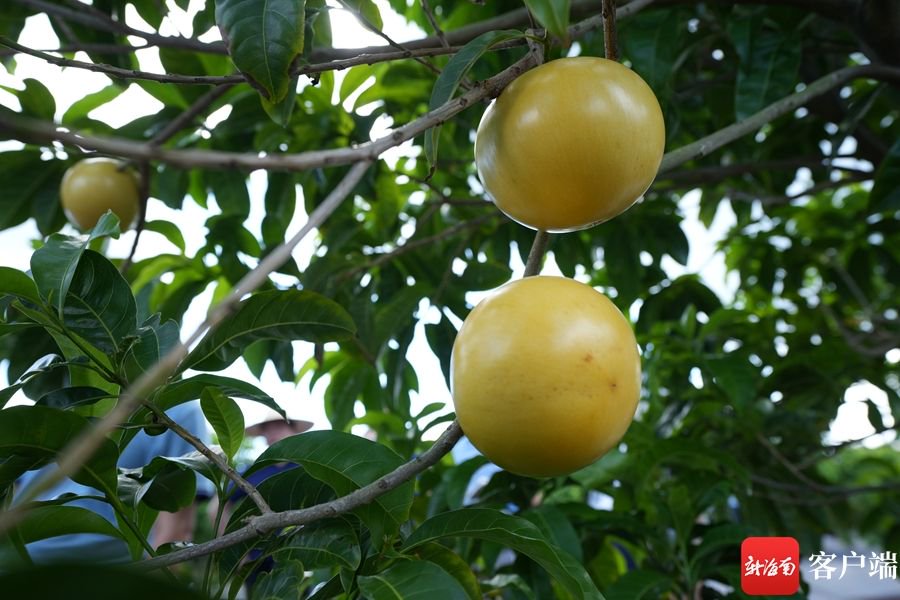 果型圆润,色泽金黄的黄晶果.记者 郑光平 摄