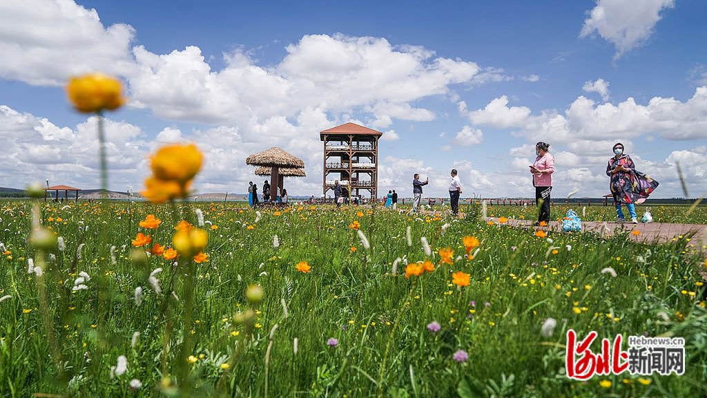 近日,张家口市沽源县金莲花盛开,整个草原像是铺上金黄色的地毯,吸引