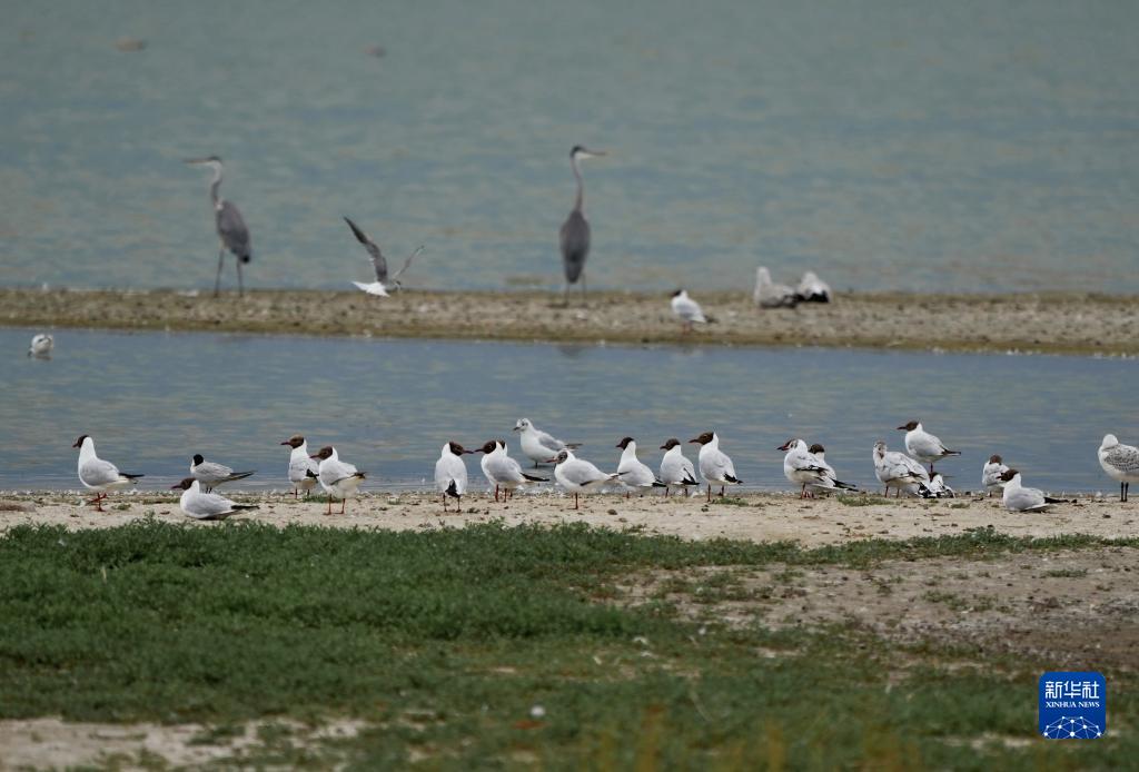 近年来,河北省康保县持续加大生态建设力度,不断加强康巴诺尔国家湿地