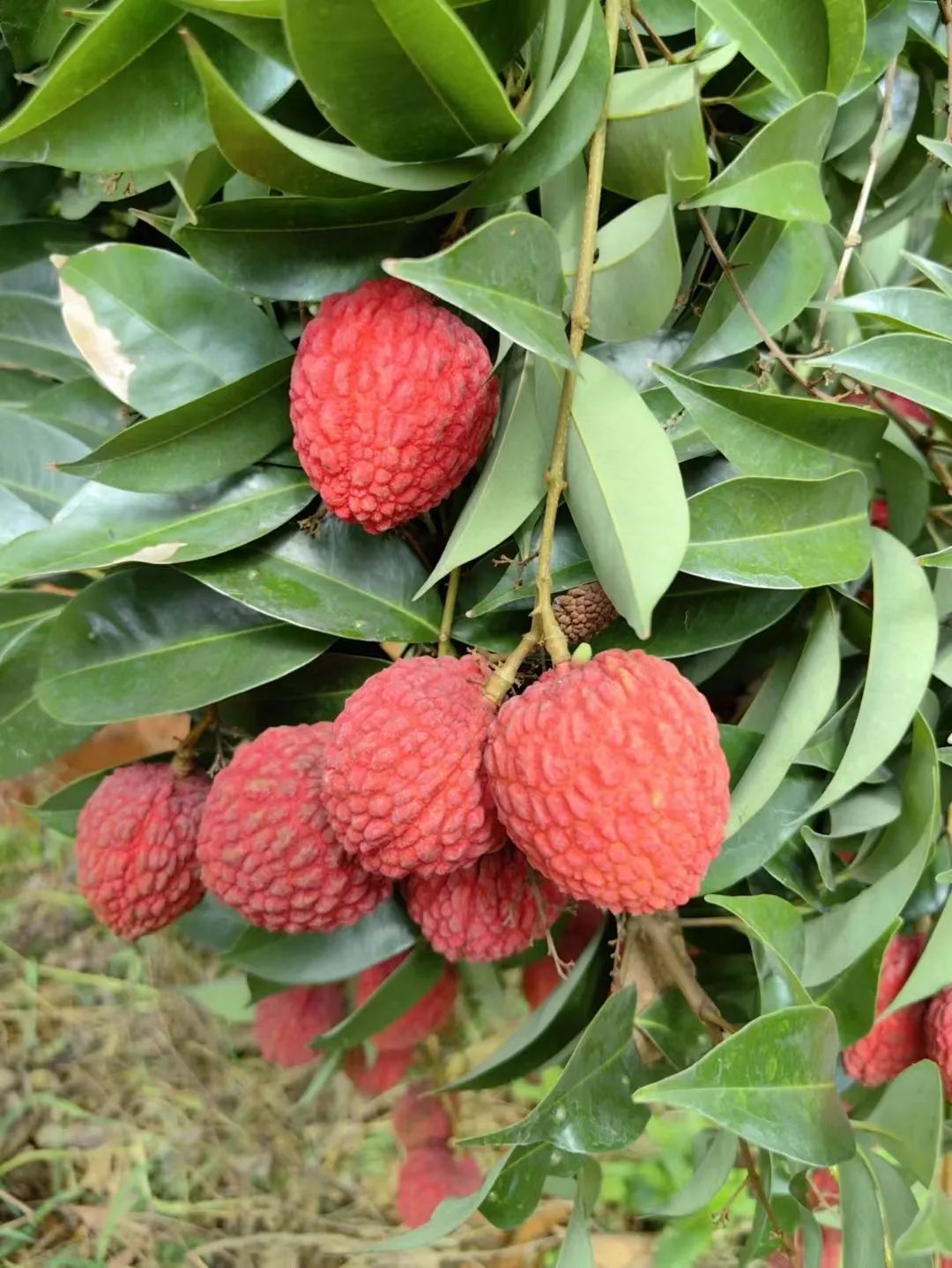 钦州特晚熟荔枝解开甜蜜烦恼