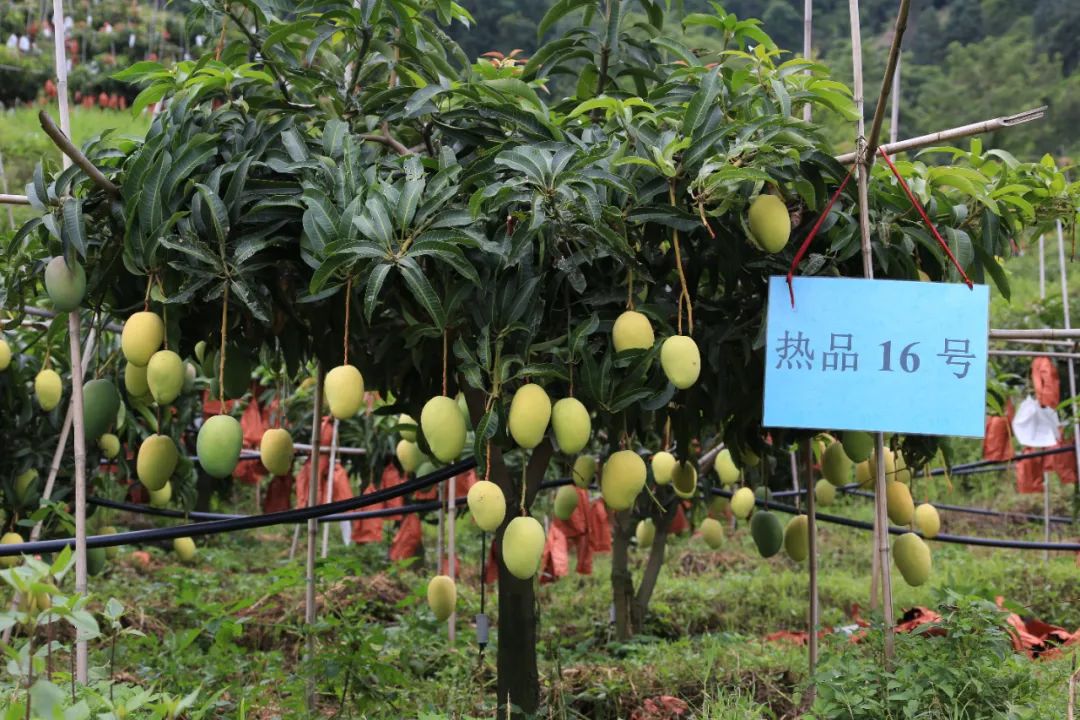 百色芒果新成员驾到!"热品16号"上市→|百色市_新浪财经_新浪网