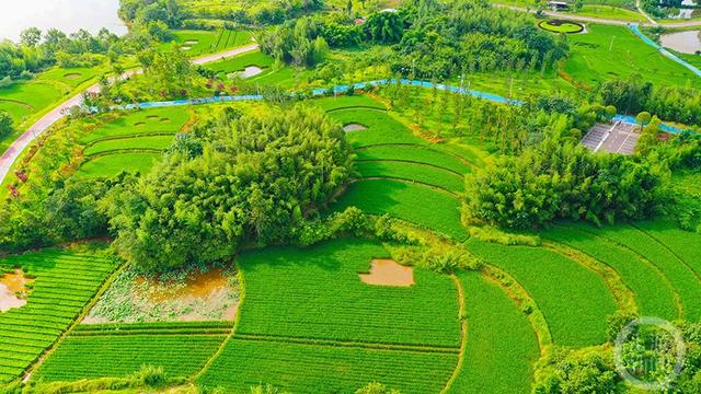 重庆梁平:"小微湿地 "成为全国湿地生态保护样板|湿地_新浪财经_新浪