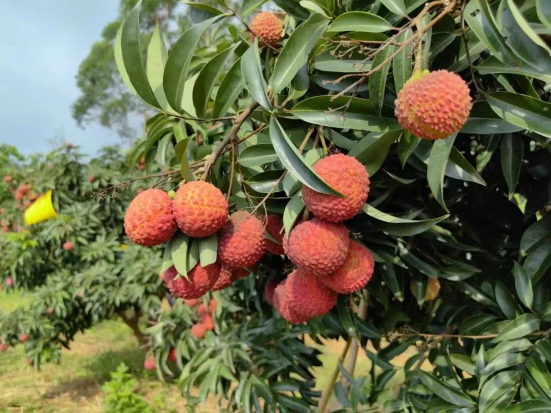 特晚熟优质荔枝新品种ms48&nbsp;李云昌 摄