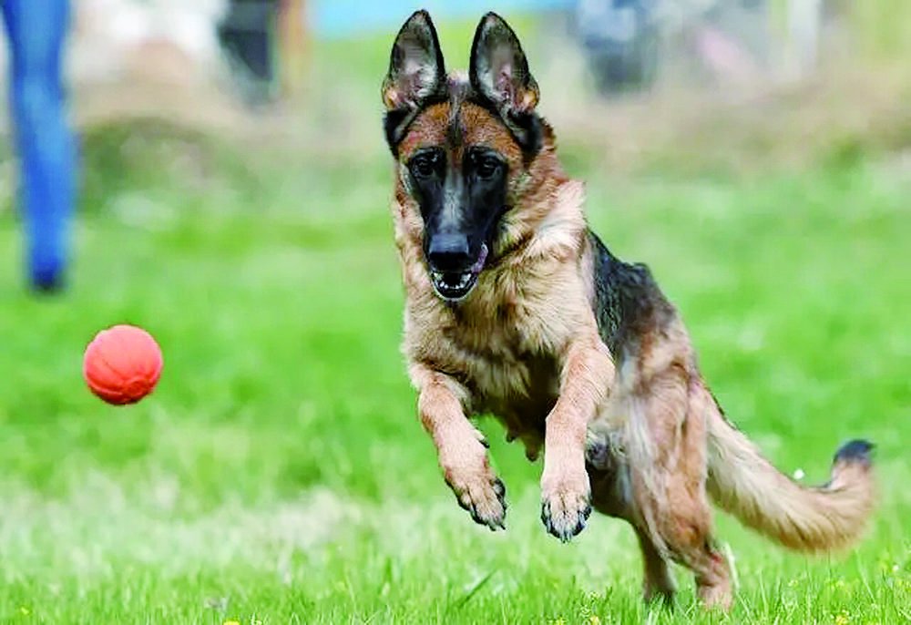 比利时牧羊犬
