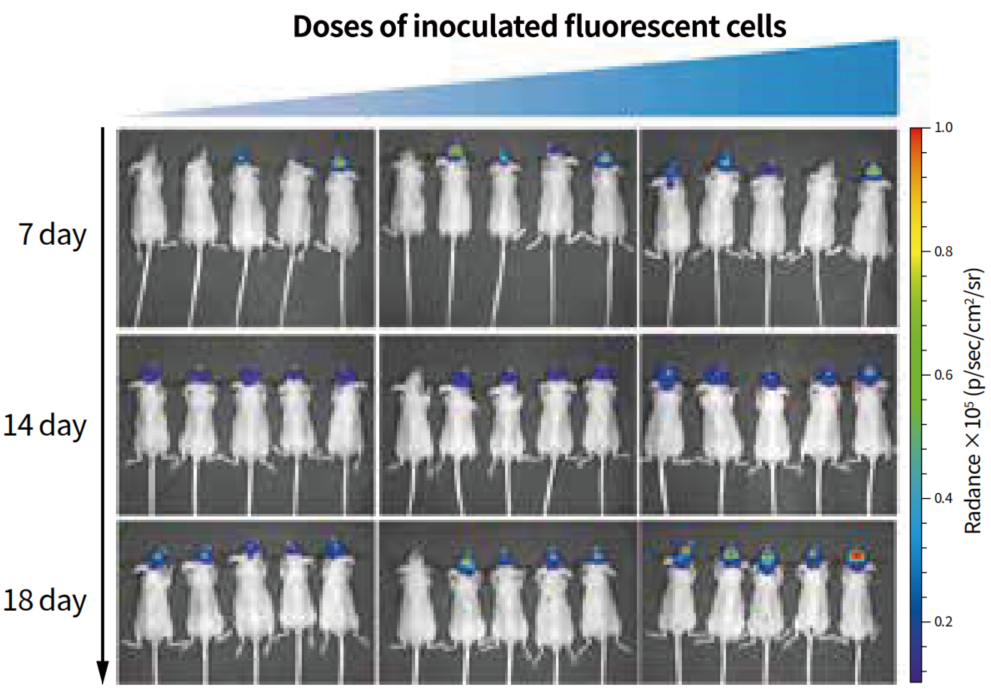 讴歌CDX和RDX哪个更值得买 讴歌CDX有哪些硬伤