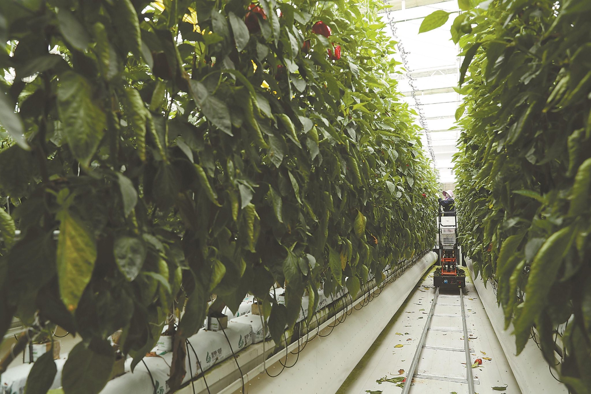 蒙城县兴农绿港数字农业工厂工人在采摘利用无土栽培技术种植的彩椒.