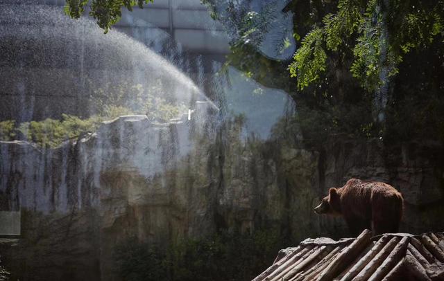 北京动物园熊山,棕熊在喷淋下穿梭玩耍. 新京报记者 薛珺 摄