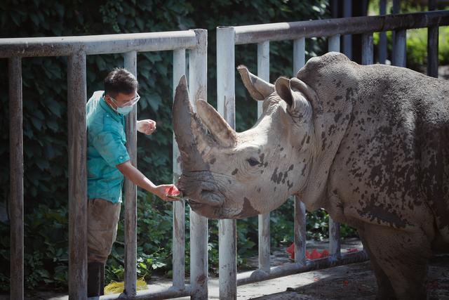 北京动物园的饲养员正在喂犀牛吃西瓜. 新京报记者 薛珺 摄