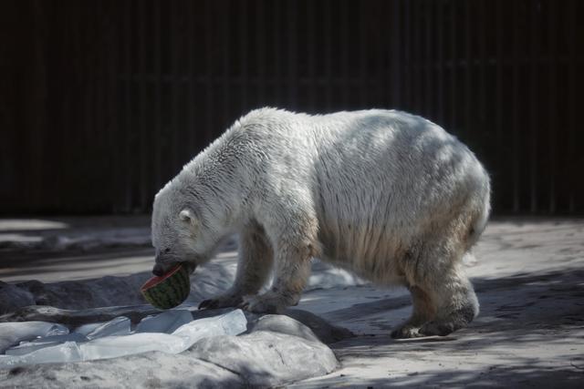 炎炎夏日里,北京动物园的北极熊正在阴凉处啃食西瓜.